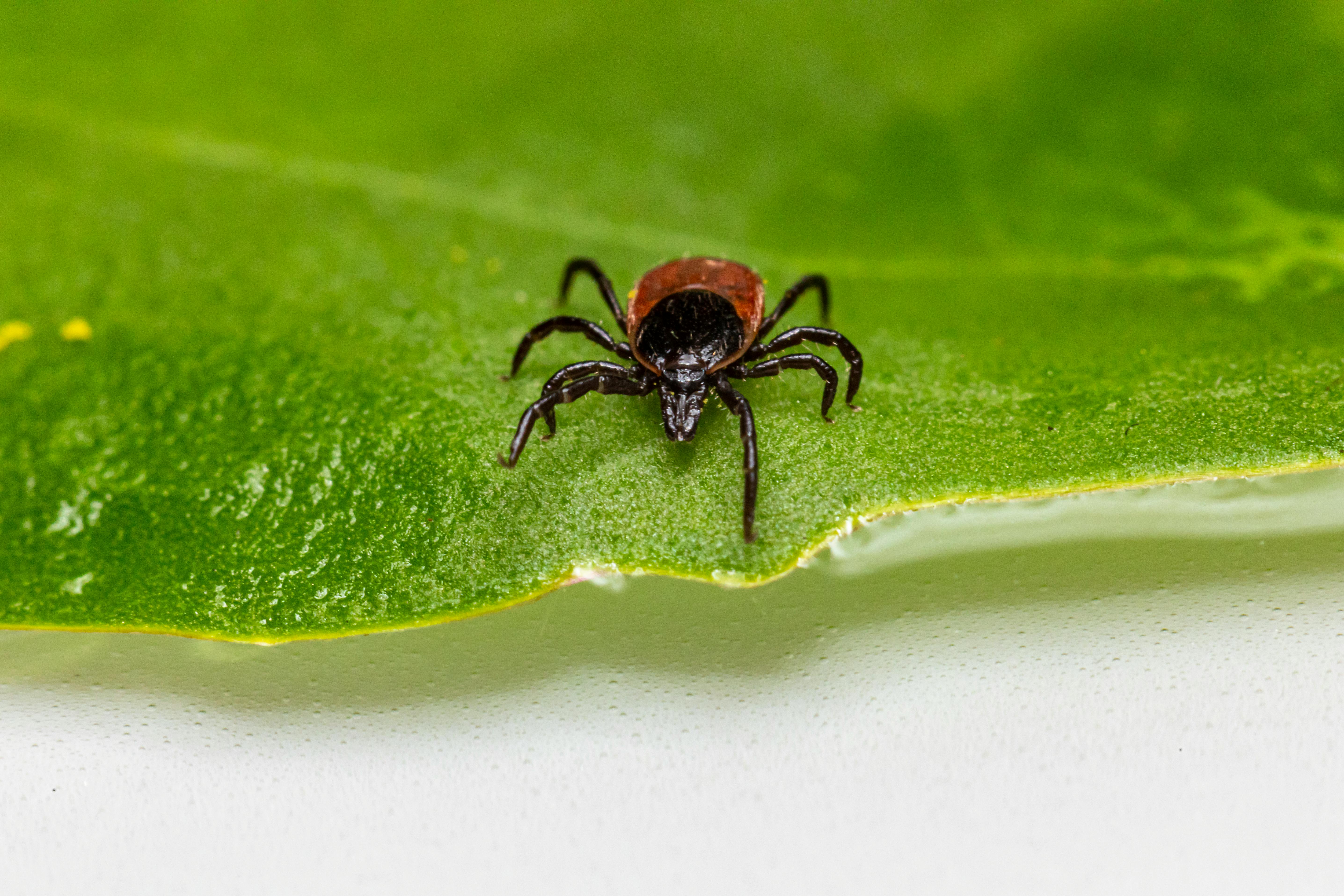 May is Lyme Disease Awareness Month: Protecting Your Dog from Lyme Disease